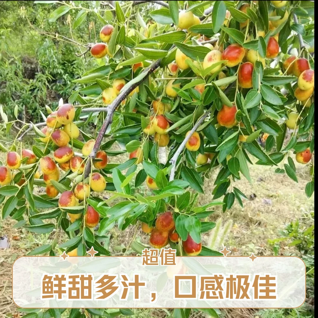 冰糖脆枣 枣树苗 石榴树苗 葡萄树苗  杏树 梨树 李子 无花果树苗
