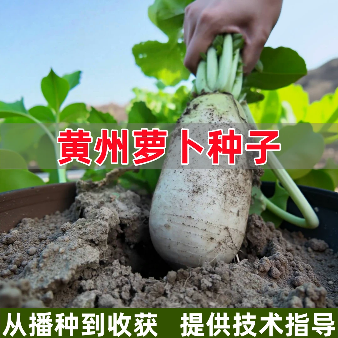 黄州萝卜种子春秋天四季耐寒露头青萝卜种籽蔬菜青皮绿皮白萝卜孑