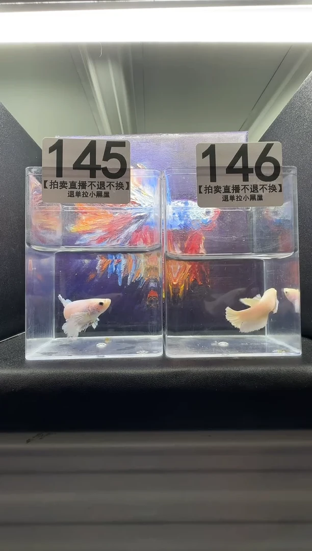 斗鱼母鱼编号：145-146