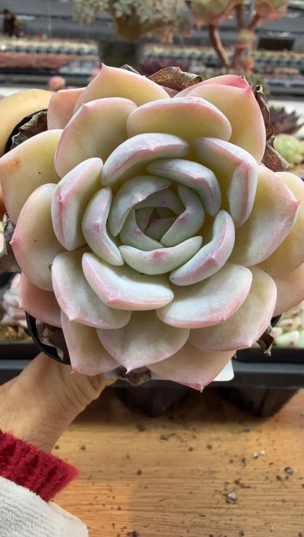 东云多肉园二店-220