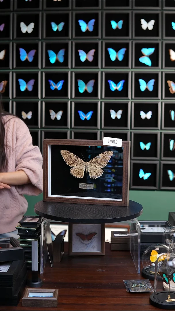 白女巫夜蛾标本摆件H583