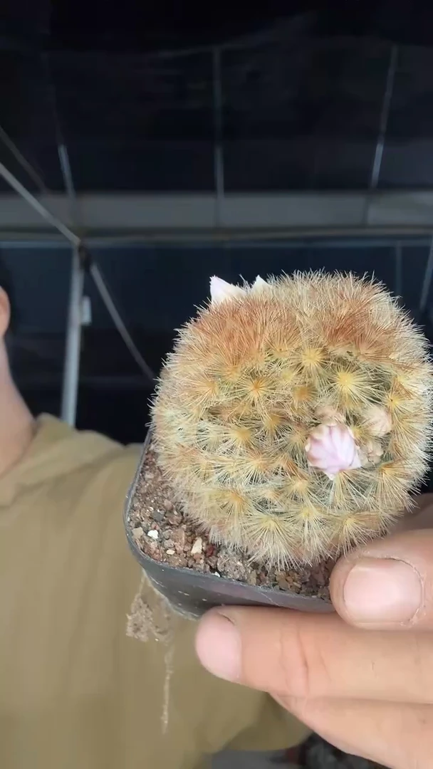 实生双头嘉文丸配货看图15.99