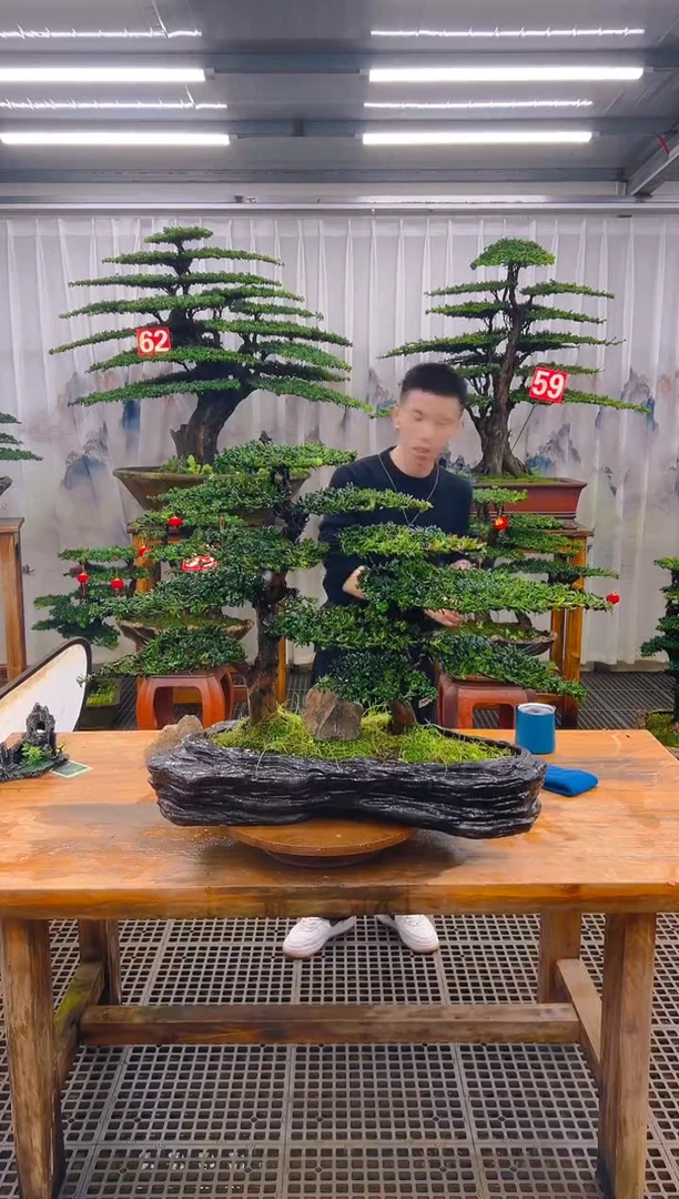 无花朵精品盆景直播间一物一拍