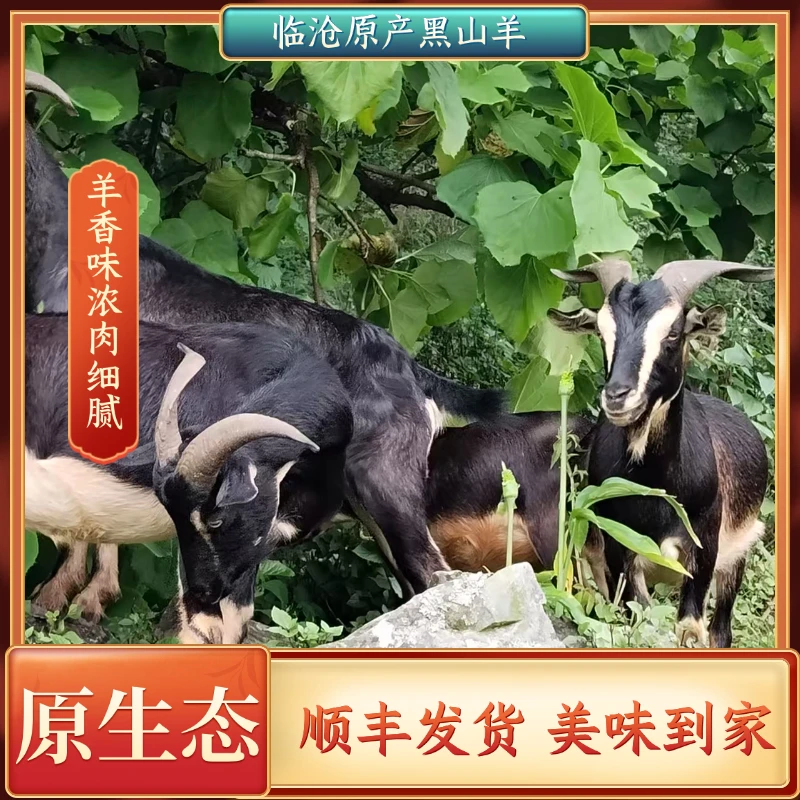 临沧云县高山农户放养黑山羊不喂饲料带皮羊肉 现宰现发3斤/5斤装