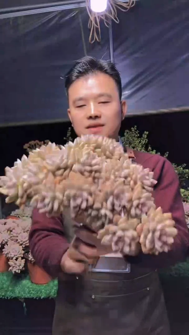 267淡雪缀化一物一拍