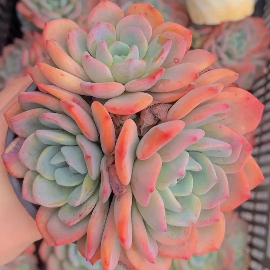 冰橙（多肉植物）满19.9包邮 云南基地源头直发新手好养