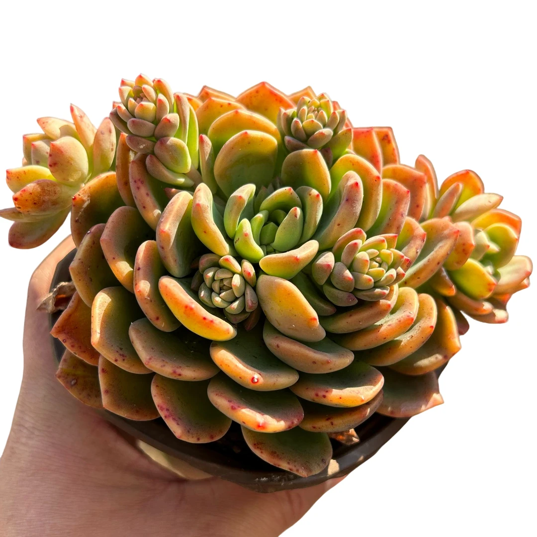 芬达5盆带盆土  传承多肉空气多肉植物耐旱