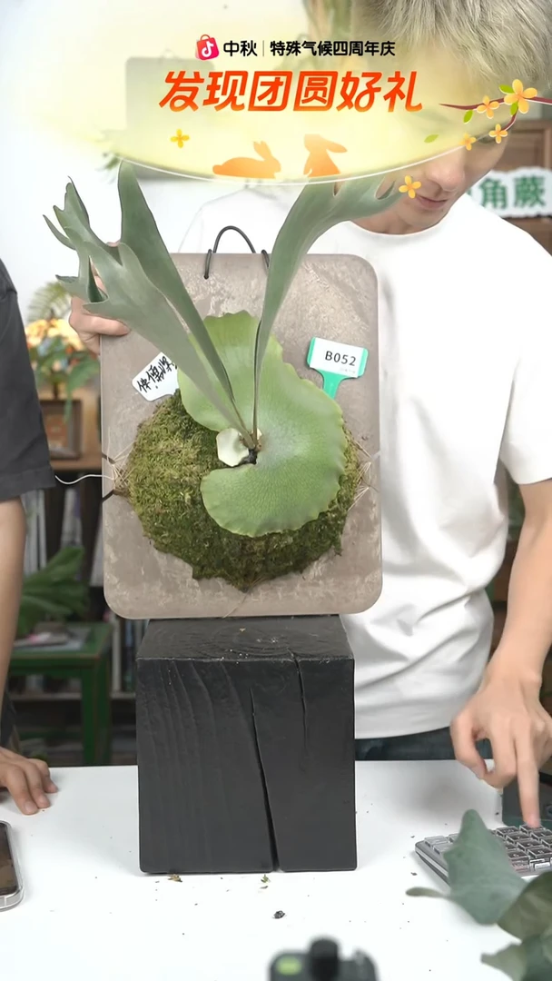 不开花植物B052-侏儒深绿子杰