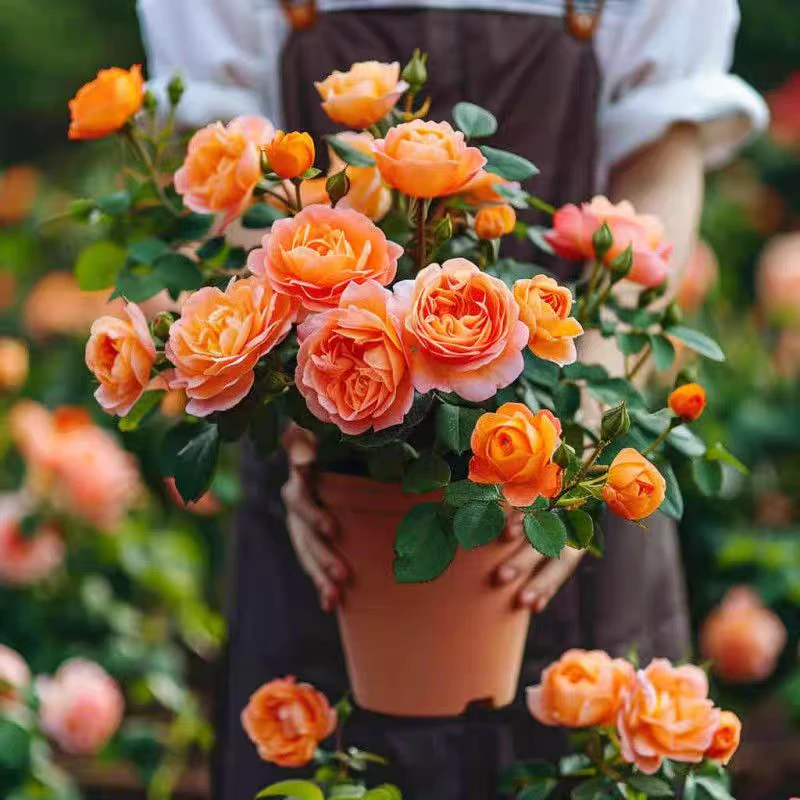 果汁阳台单棵 大苗0.5加仑盆 新疆包邮