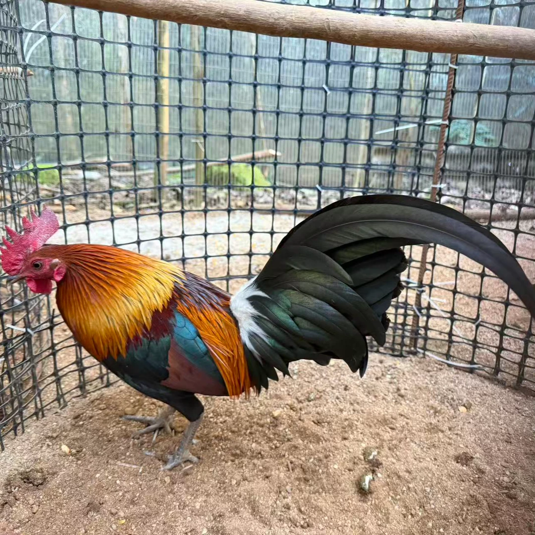 云南红耳茶花公鸡[一物一拍，专拍链接】