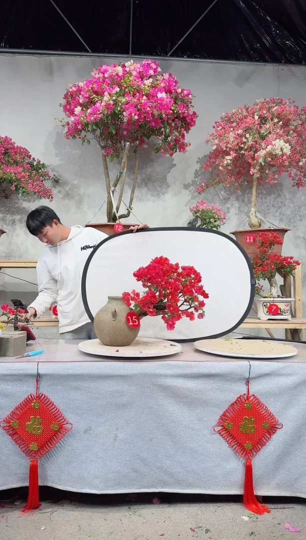 【闪购商品】盆景同安红