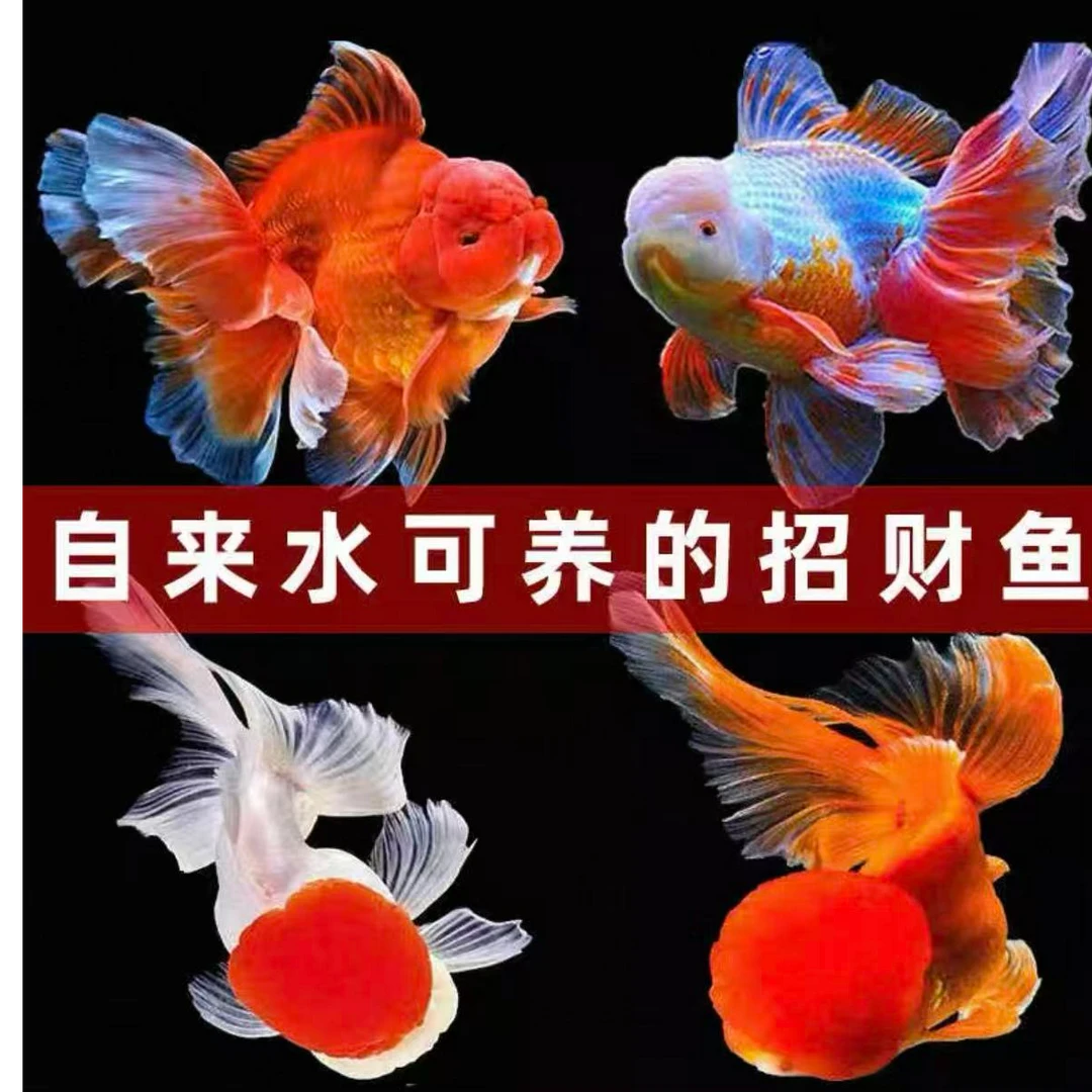 好养耐活的鹤顶红国狮龙井等多种金鱼活体冷水超大尺寸观赏鱼