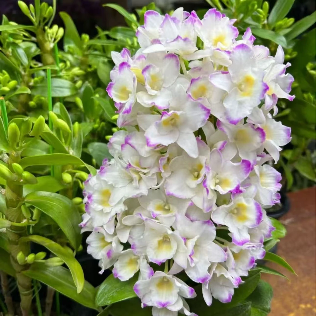 甜心公主石斛兰  （保5支花剑）室内盆栽花卉绿植  损坏10%不售后