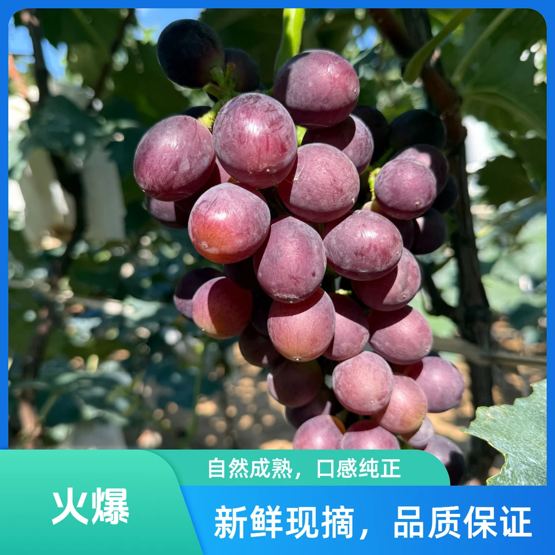 辽峰葡萄无催熟无甜蜜素辽宁省