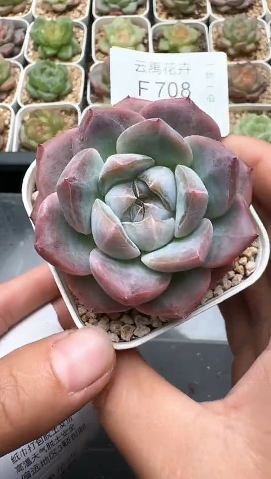 708F云禹多肉植物 默认脱土纸巾打包 3颗包邮