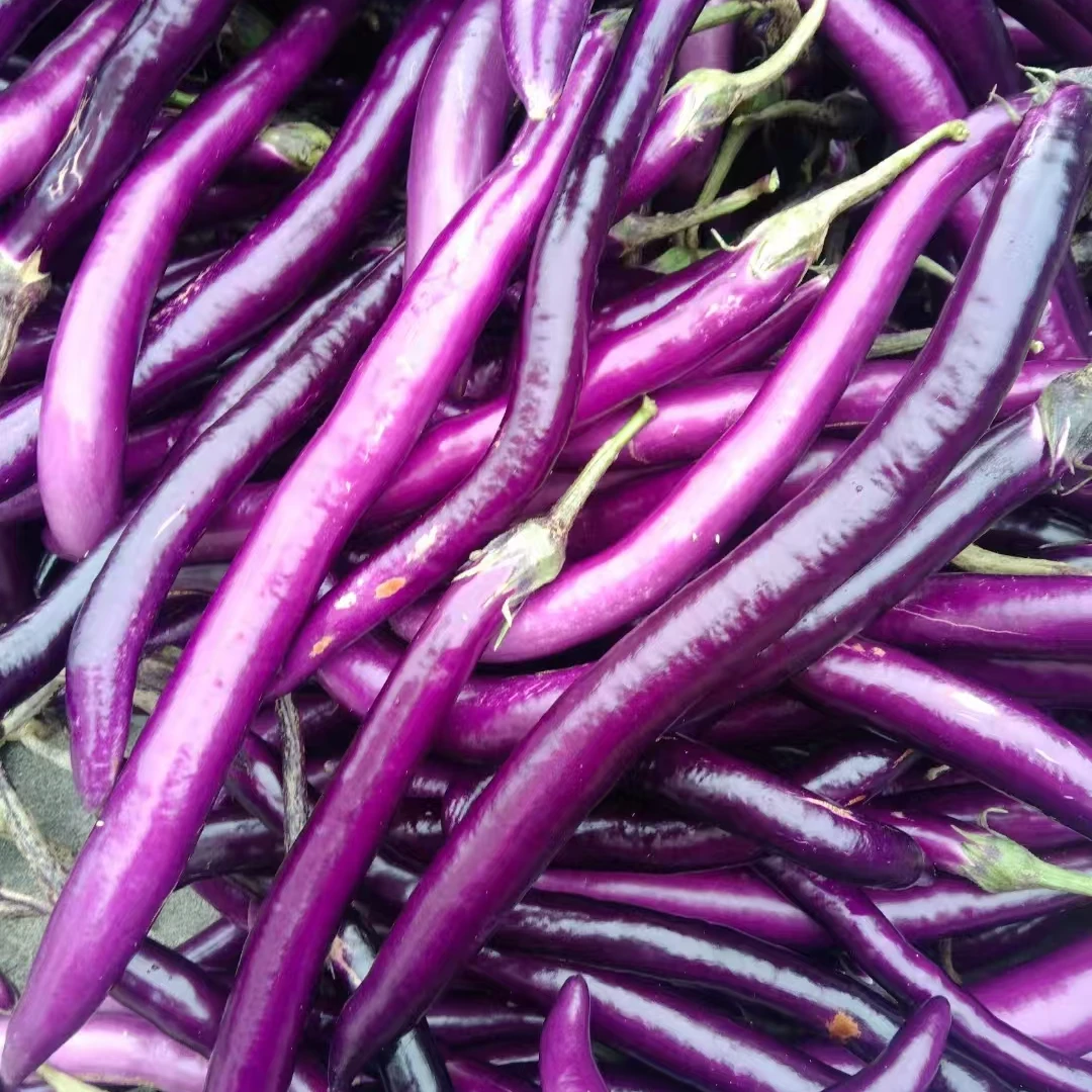 【顺丰包邮】茄子丝瓜四季豆组合五斤发货新鲜茄子