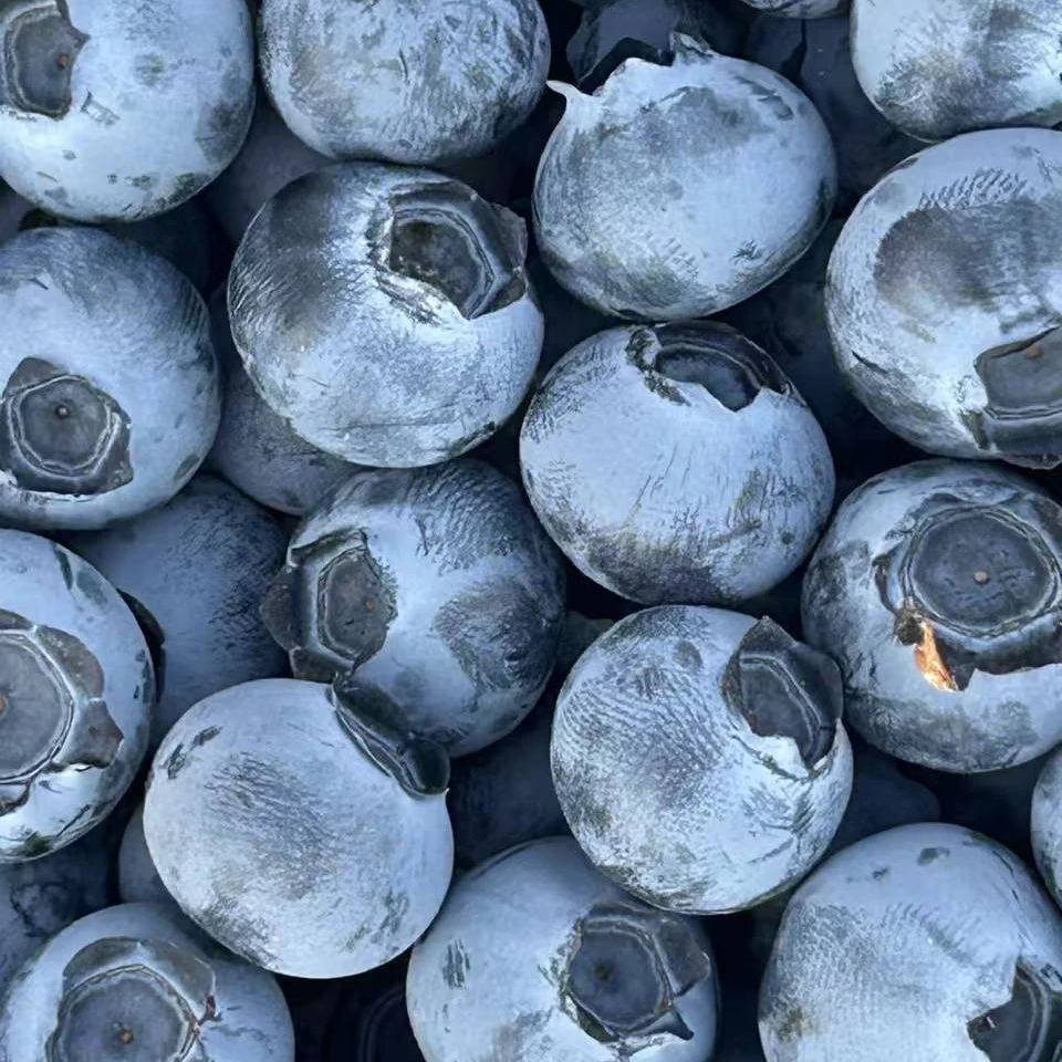 F6 脆甜花香蓝莓 12-24mm 净重500g山东日照头茬 现采现摘 脆甜多汁 京东特快山东省