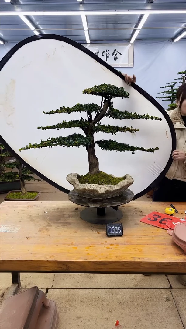 【闪购商品】高端盆景一物一拍，所见即所得