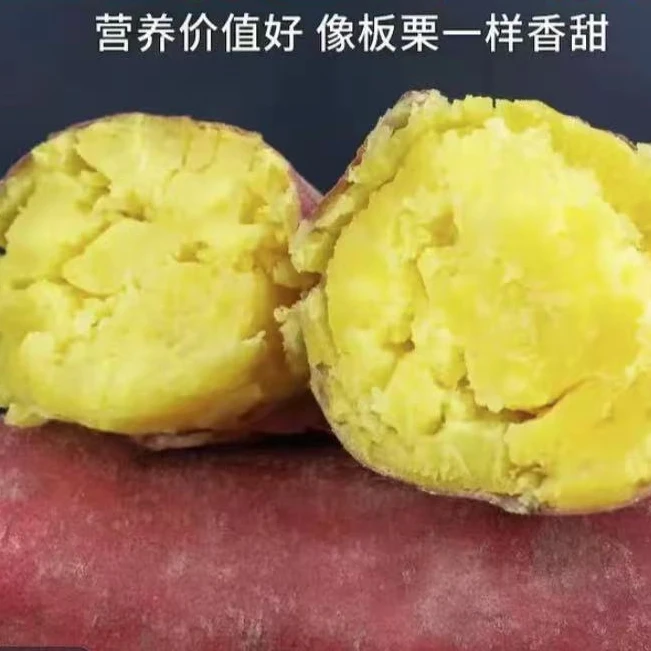 WWKJ【现挖现发】正宗泗水山区沙地板栗蜜薯新鲜软糯香甜地瓜