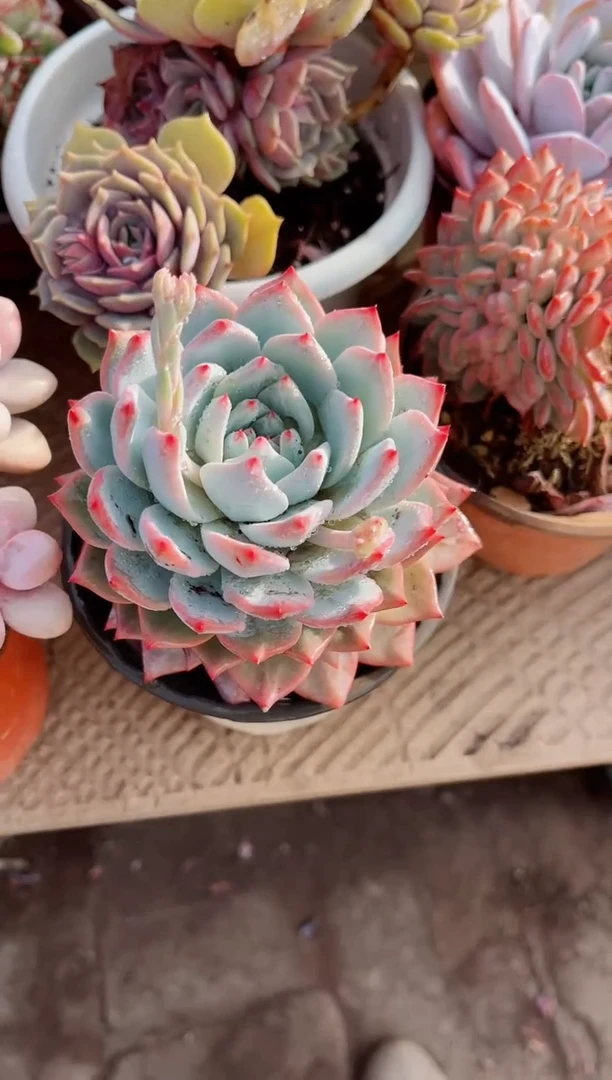 【闪购商品】26137