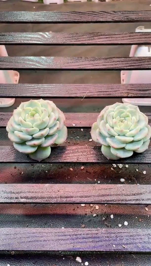 33-64新糯心4-5厘米量拍发一颗