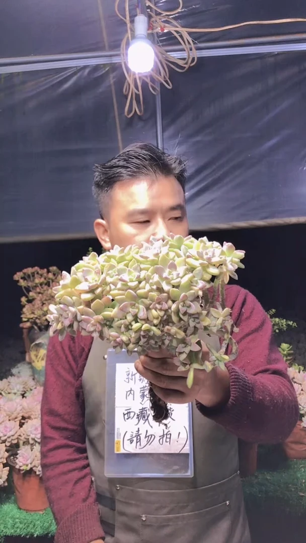 154淡雪缀化一物一拍