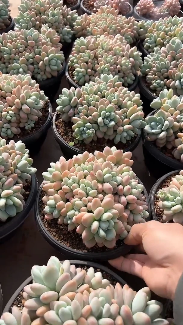 【闪购商品】洛美人群生多肉（可单挑）