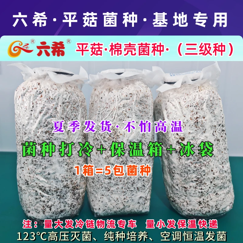 六希平菇菌种栽培种三级种棉壳菌种夏季黑色平菇早秋冬季种植基地