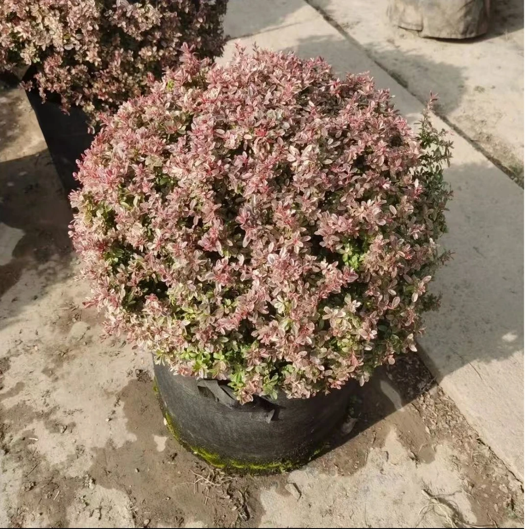 小丑火棘 精品落地球  宝塔  室外植物 庭院绿化 盆栽地栽