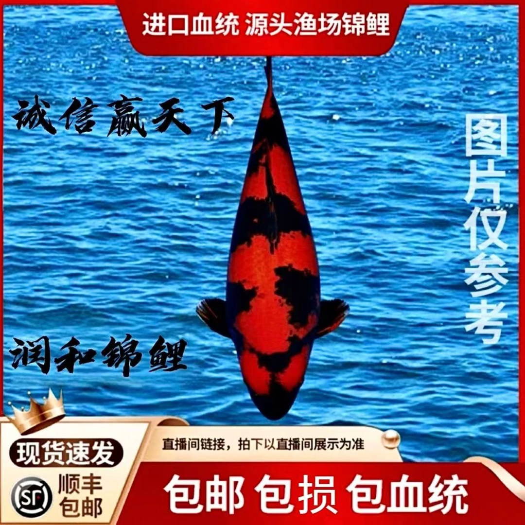血统锦鲤纯种淡水观赏冷水鱼好养耐活锦鲤