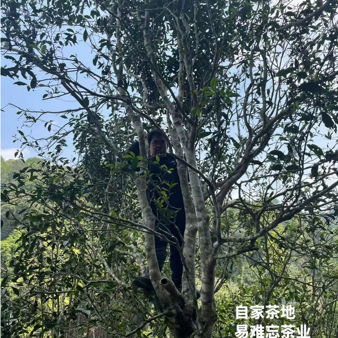 弯弓河2024年200克普洱茶生茶饼茶
