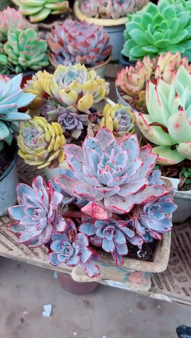 阿*?10170多肉植物一物一拍