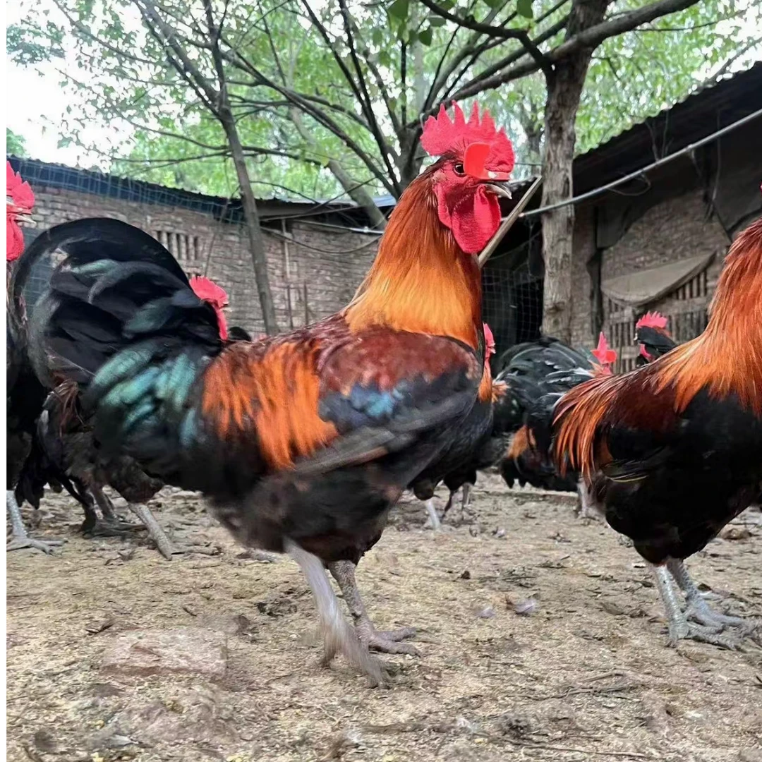 自家散养土鸡  活鸡 鸡 宠物鸡  活体包邮