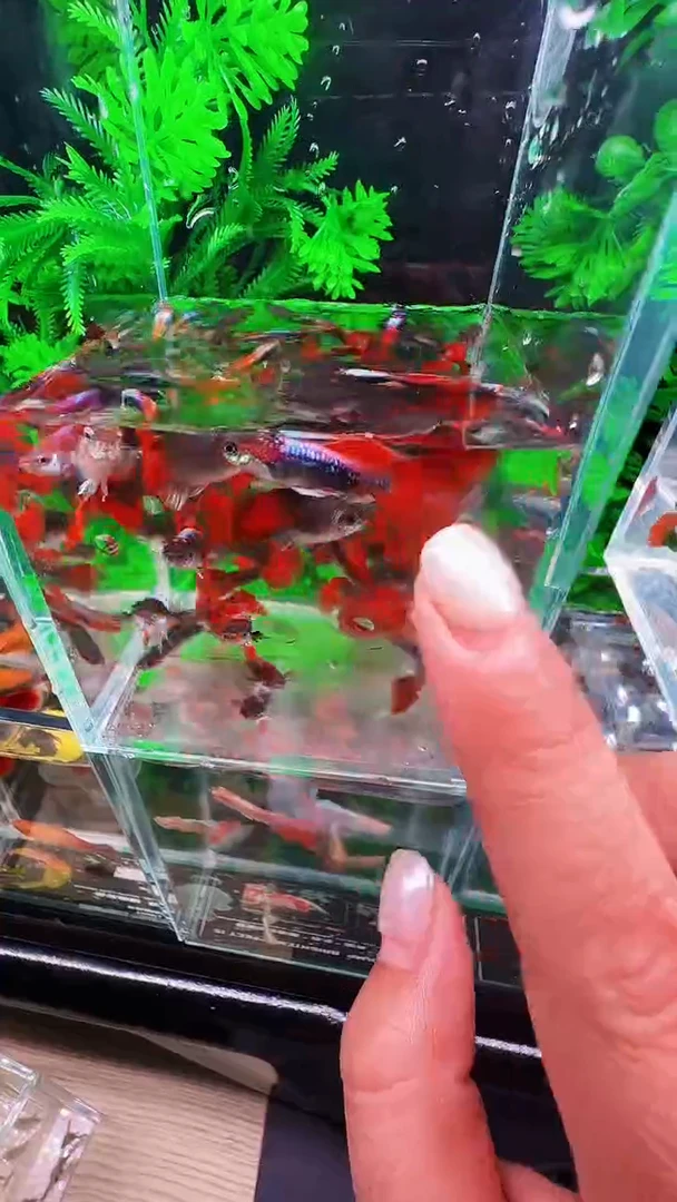 不分公母淡水1-2厘米深海蓝杂鱼苗 10条送5条备损