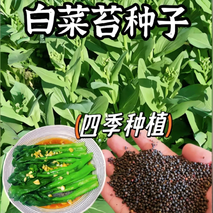 奶油白菜苔种子 青菜菜心奶油苔芯大田庭院盆栽春秋四季采收蔬菜