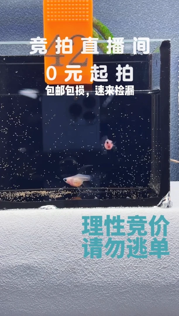 孔雀鱼超透蓝礼服硬骨大C一对编号42