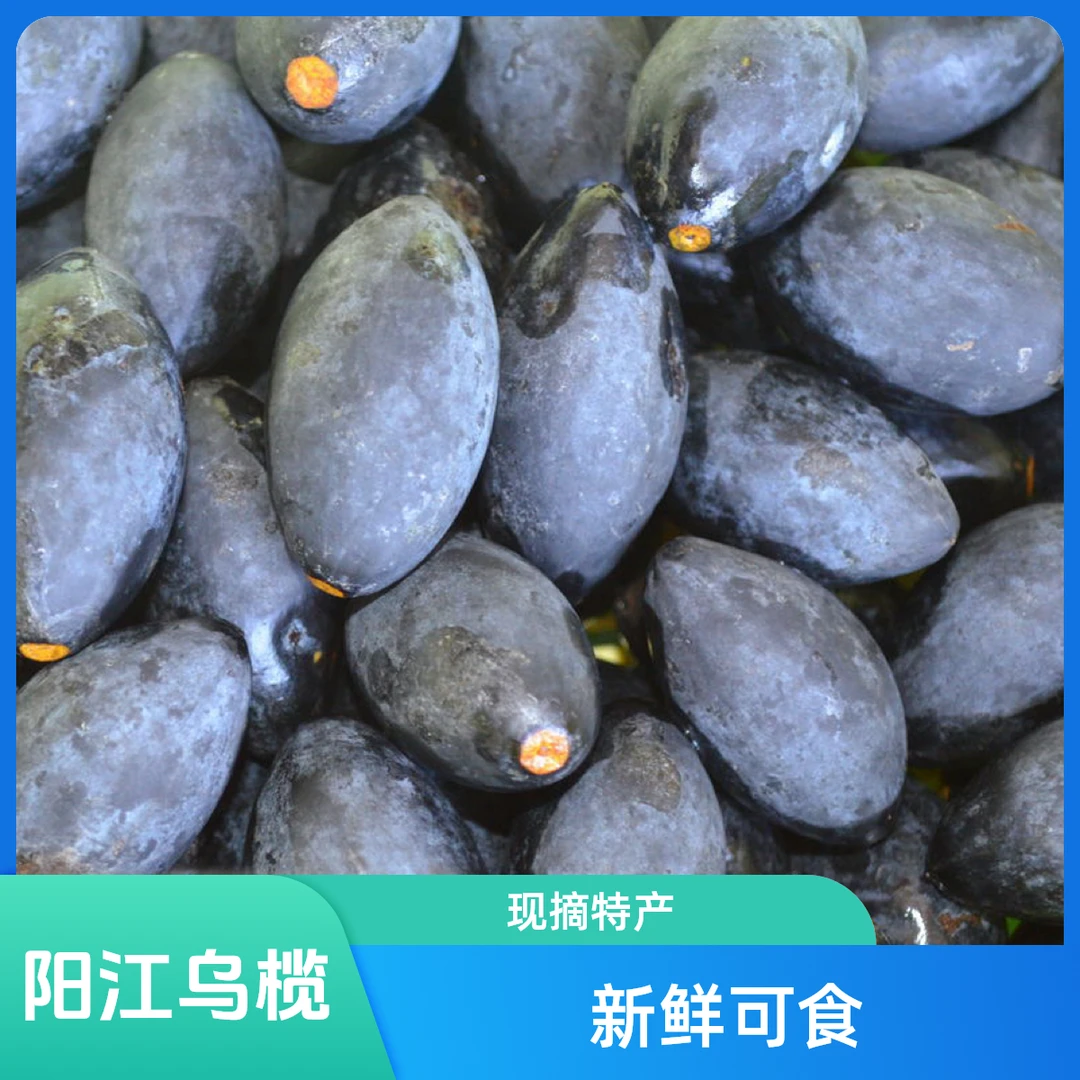 广东阳春新鲜现摘乌榄黑橄榄可腌制榄角农家特产配粥下饭菜