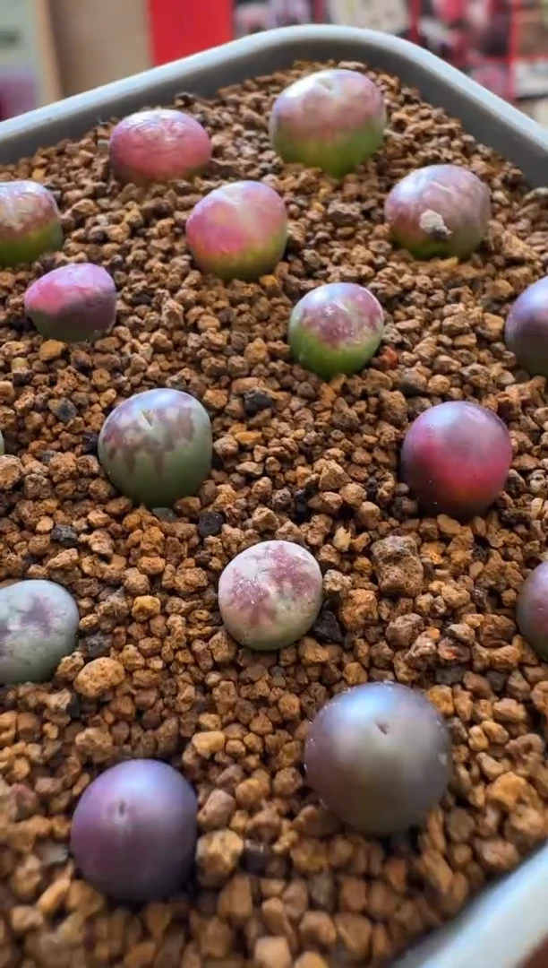 【闪购商品】19-18杂交获奖系列一颗