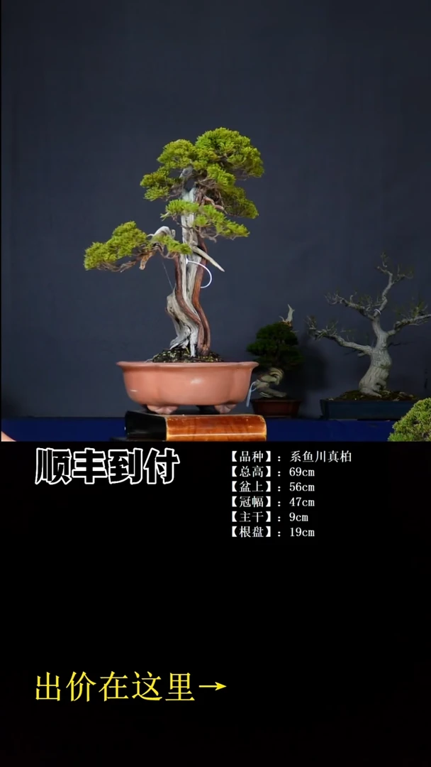 无花朵系鱼川真柏bubaoyou