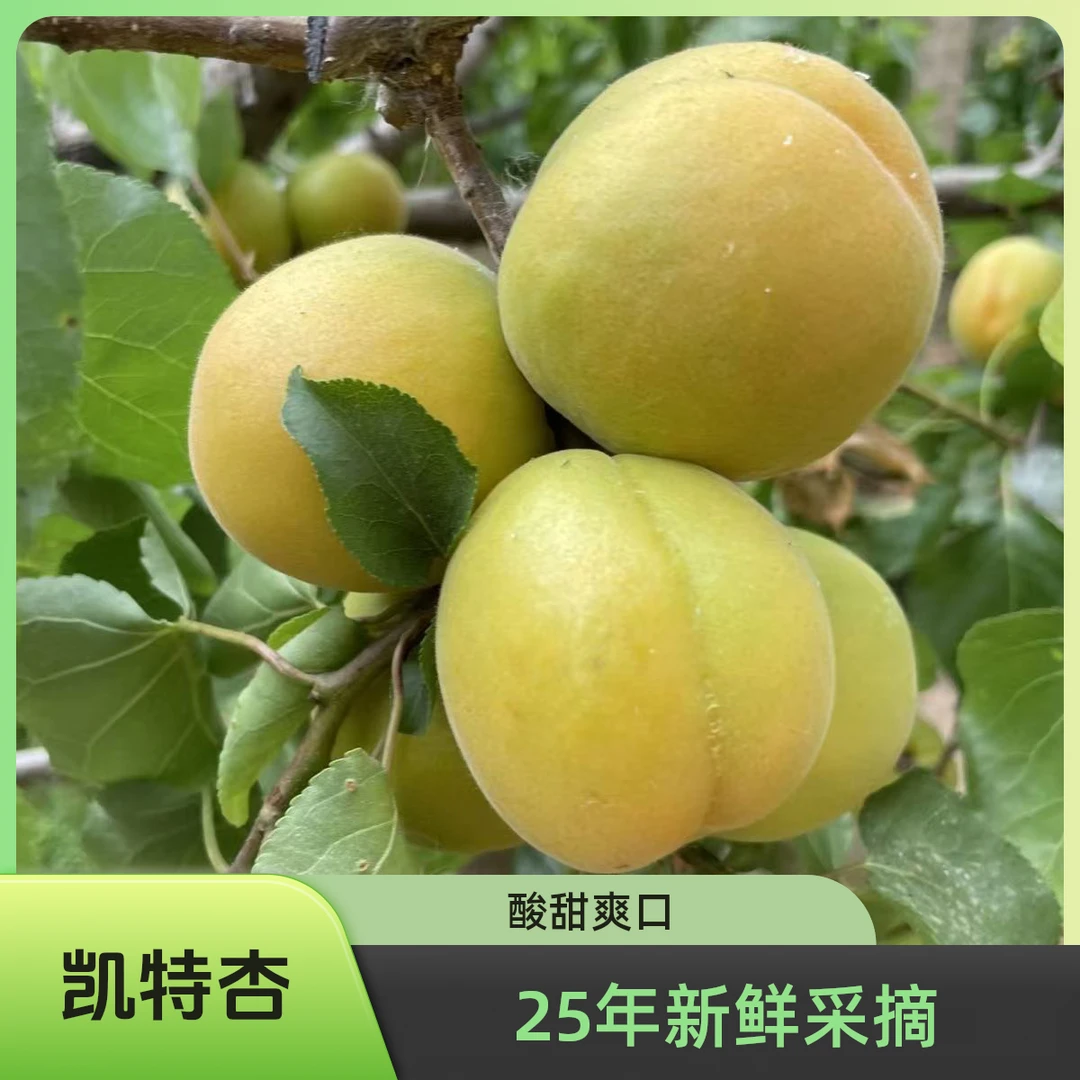 【凯特杏】25年凯特大杏半青半黄孕妇水果微黄杏酸甜爽口