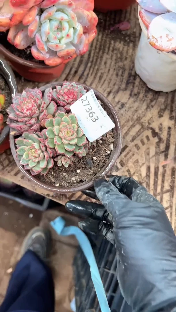 加****2多肉植物一物一拍27363