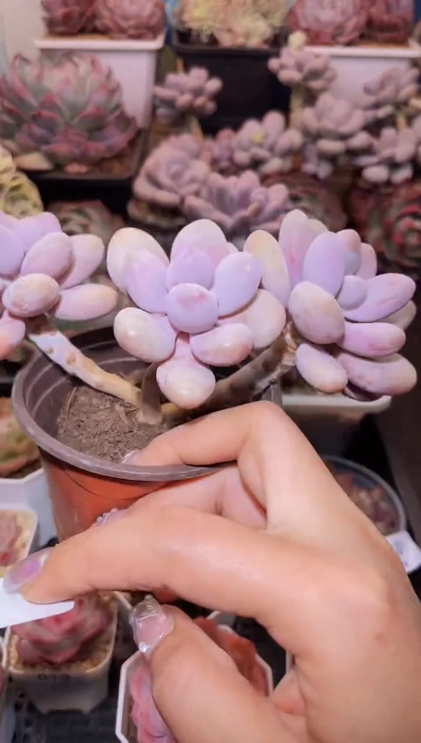 【闪购商品】014桃蛋