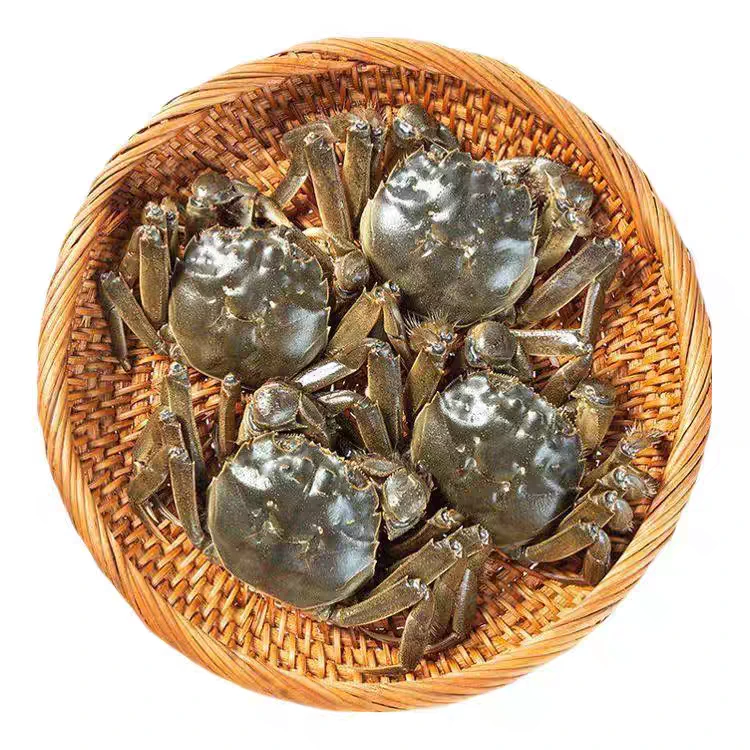 【活蟹】河蟹螃蟹公蟹1.6-1.9两/只12只装