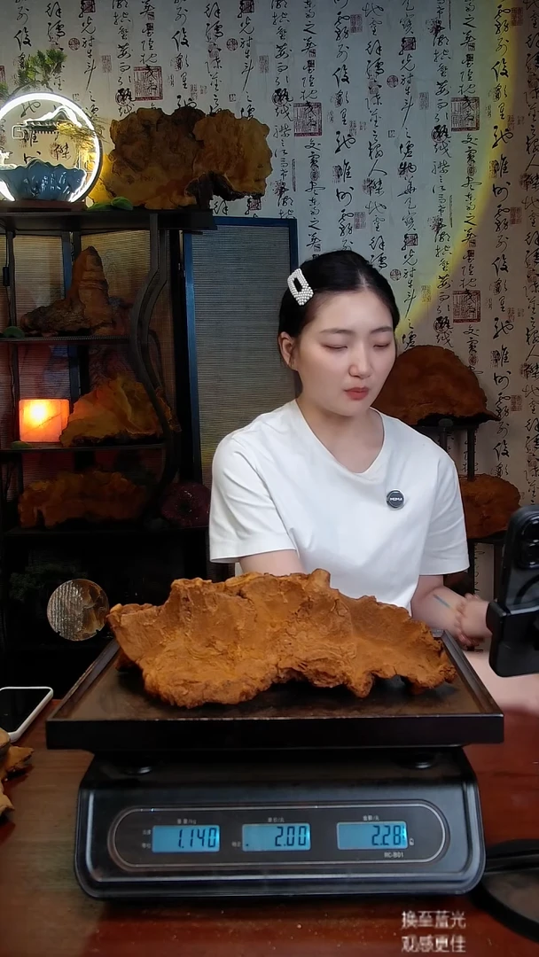 松针层孔菌中国大陆【藏区】松树桑黄（2.2斤）30-40年份
