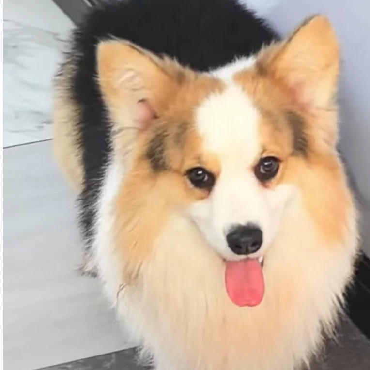 【66柯基庄园】宠物活体柯基活体狗狗