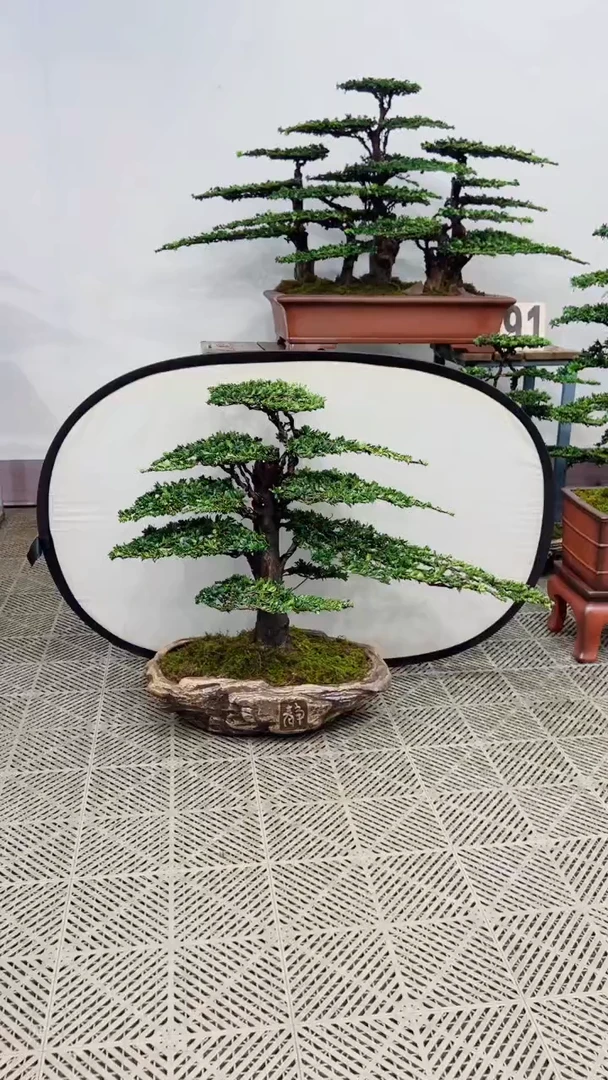 无花朵哦***！造型盆景一物一拍