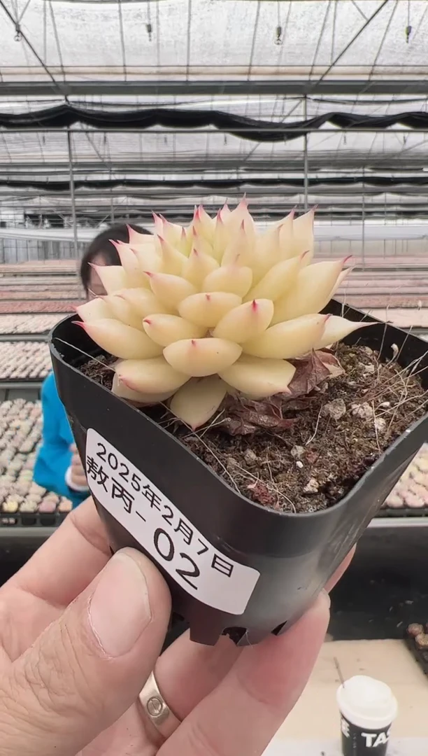 【闪购商品】敖丙多肉-2