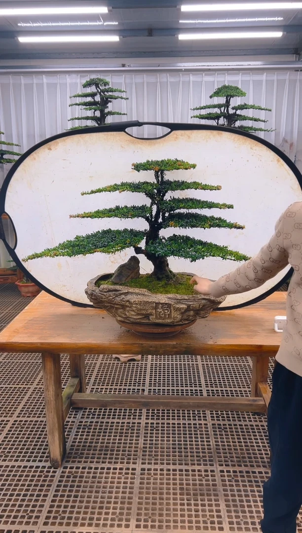 无花朵@***盖精品盆景直播间一物一拍