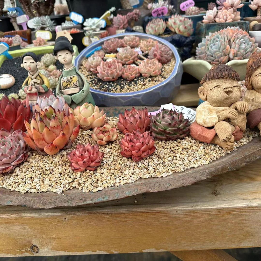 精品控养简单多肉植物2  一物一拍