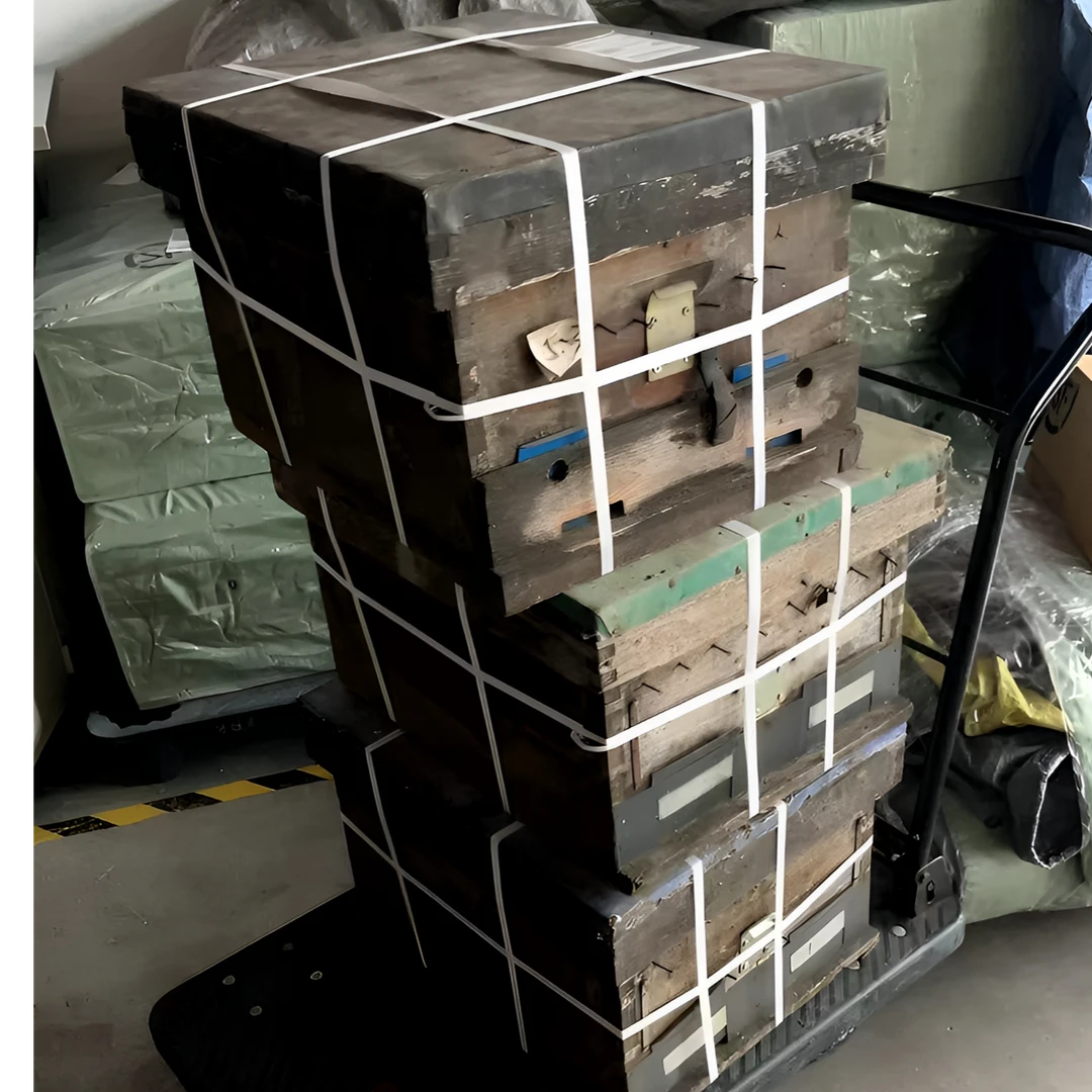 意蜂蜂群带产卵王带仔脾包邮包活快递发货活体笼蜂原群王带箱